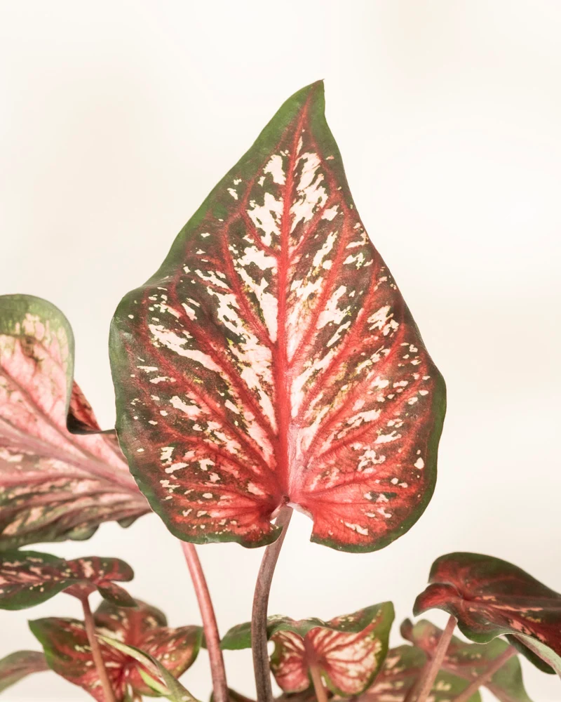 Caladium 'Desert Sunset'