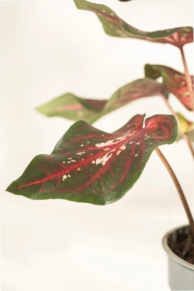 Caladium 'Desert Sunset'