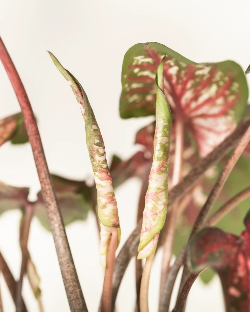 Caladium 'Desert Sunset'