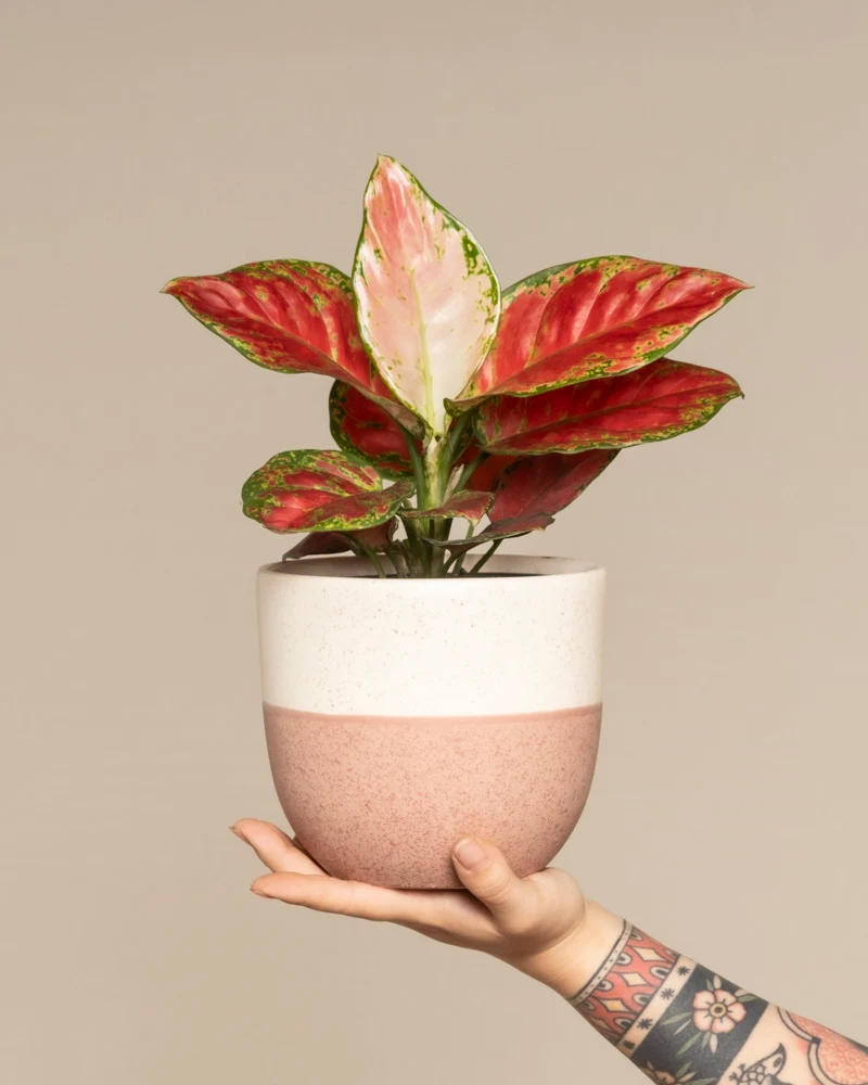 Aglaonema Cayenne Red