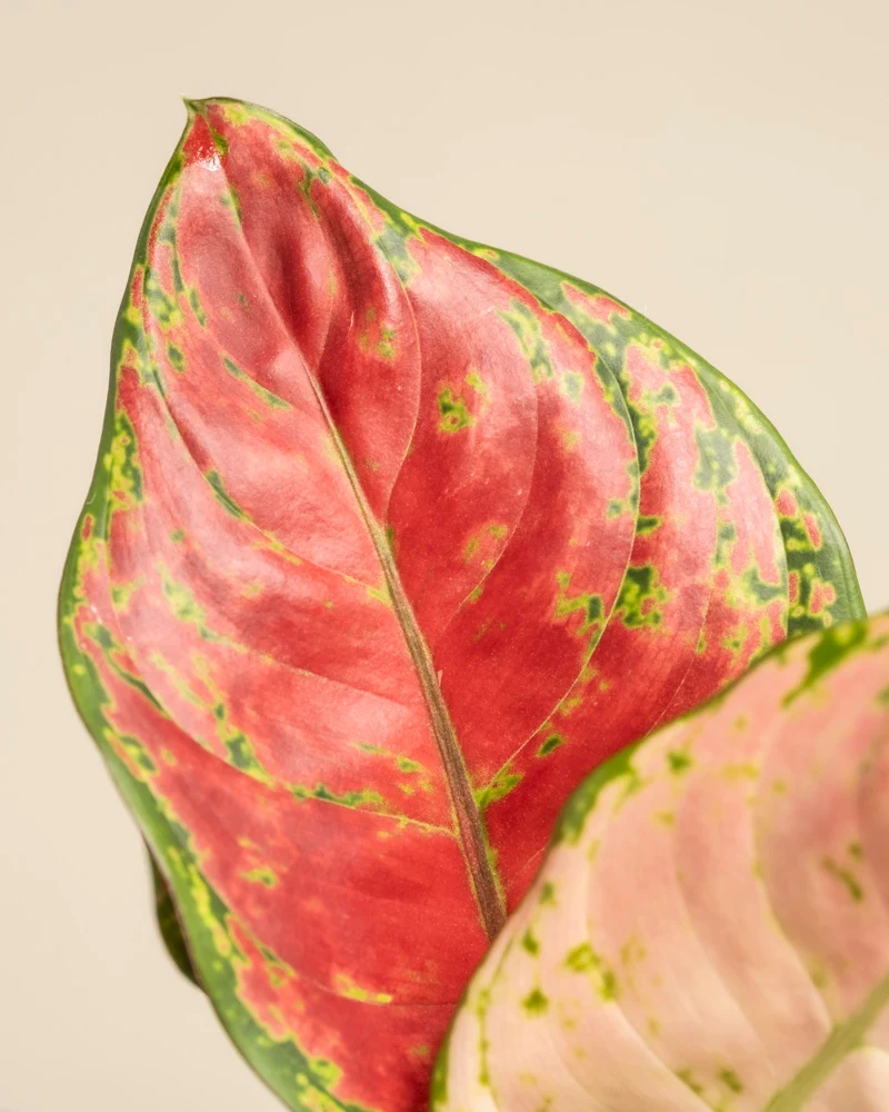 Aglaonema Cayenne Red