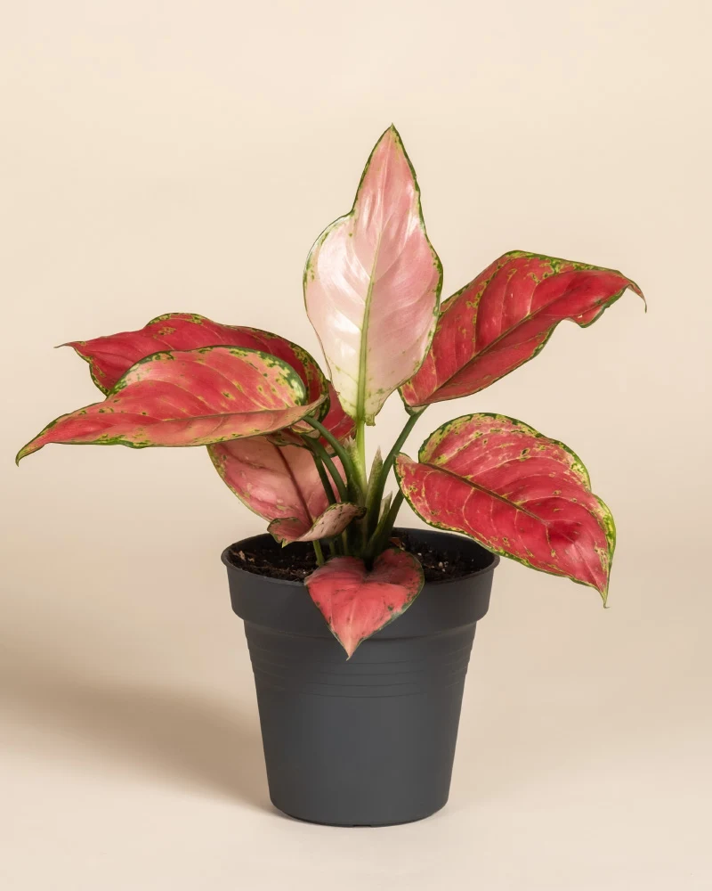 Aglaonema Cayenne Red