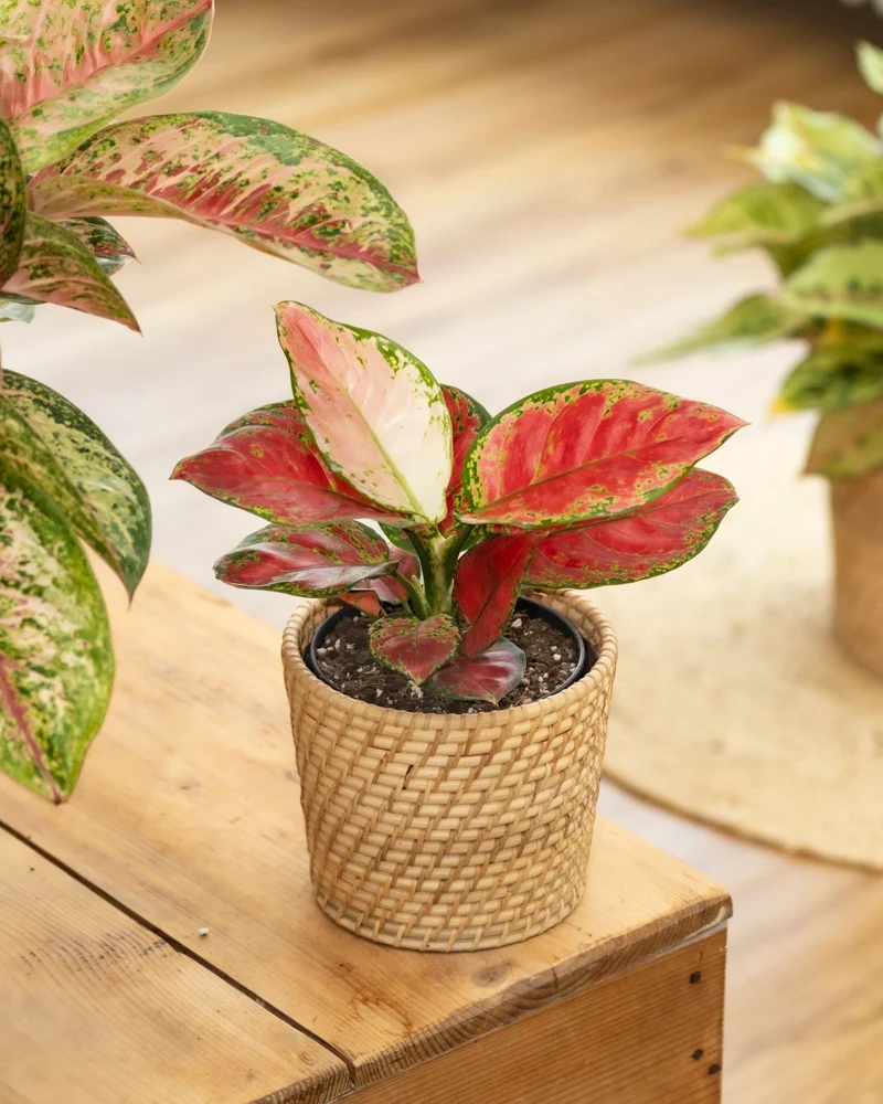 Aglaonema Cayenne Red