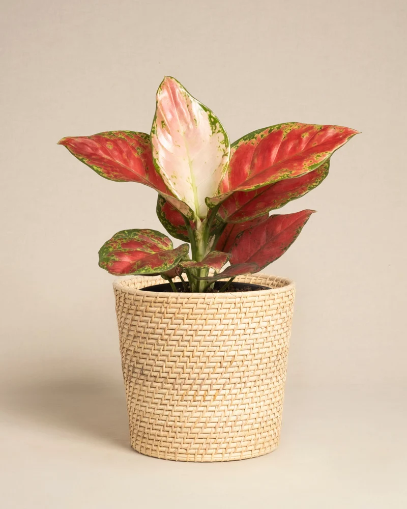 Aglaonema Cayenne Red