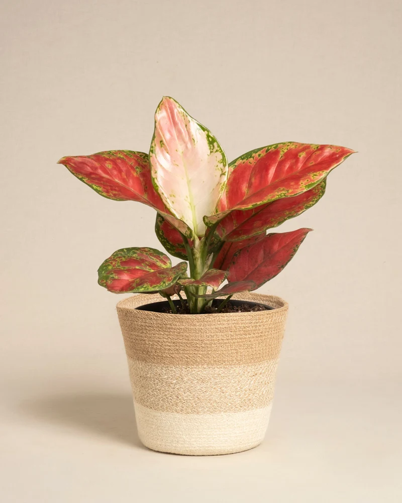 Aglaonema Cayenne Red