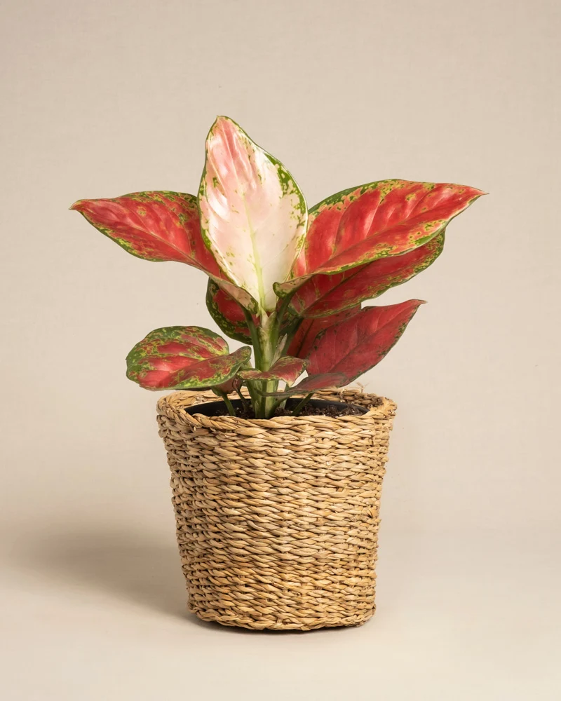 Aglaonema Cayenne Red