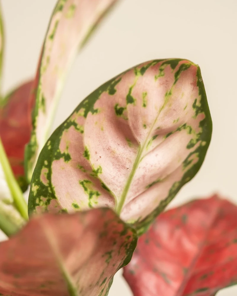 Aglaonema Cayenne Red