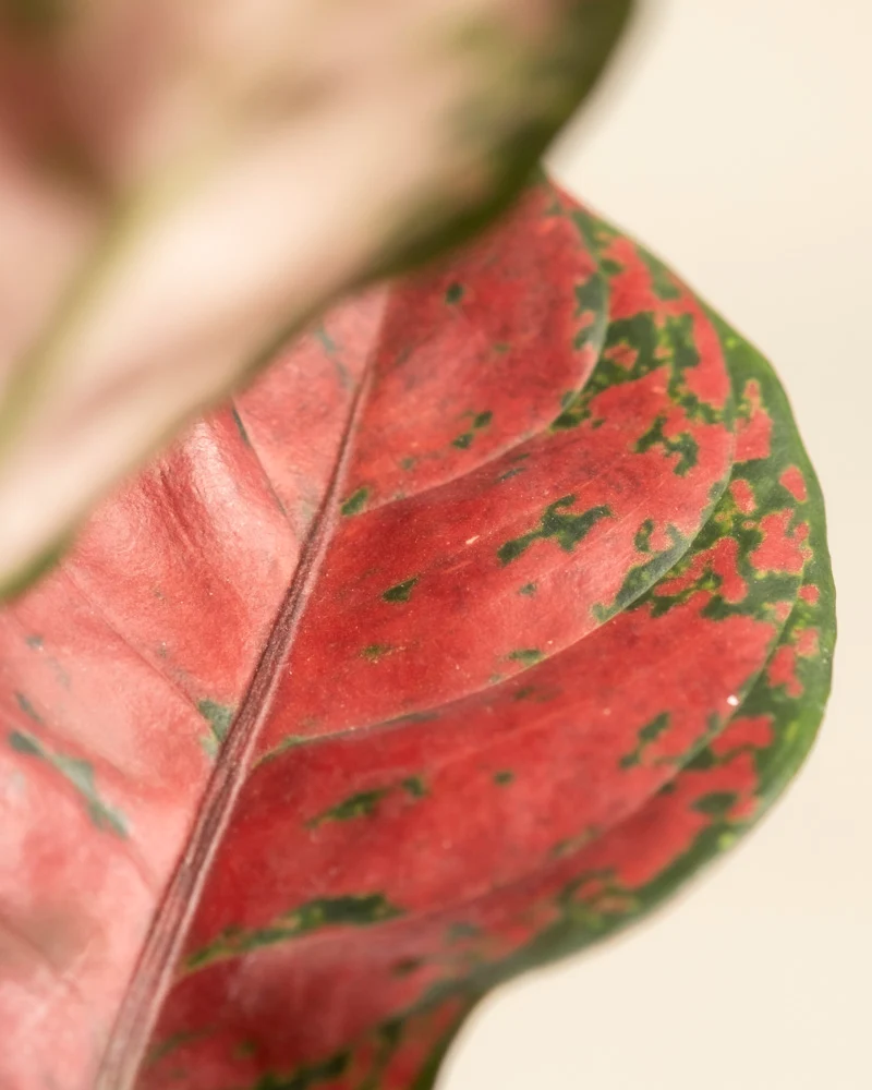 Aglaonema Cayenne Red