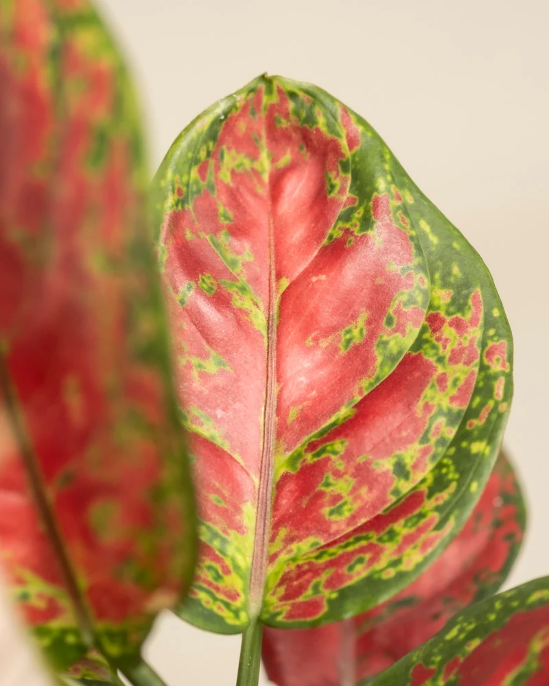 Aglaonema Cayenne Red