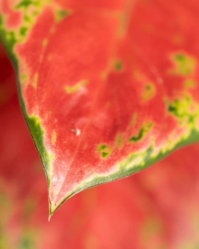 Aglaonema Cayenne Red
