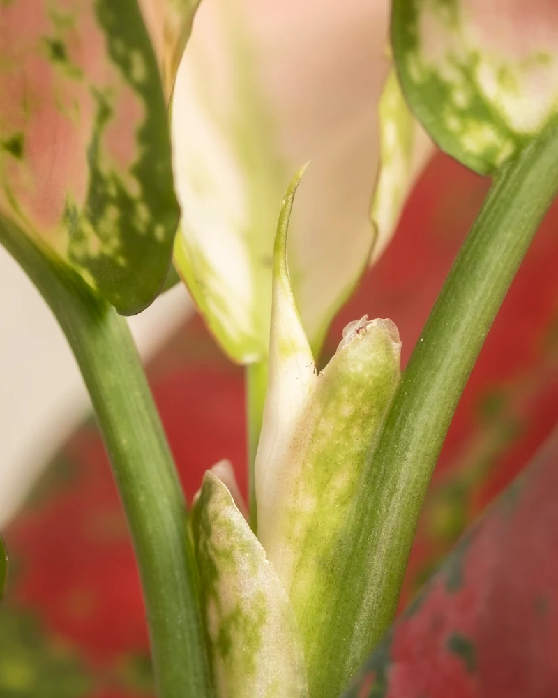 Aglaonema Cayenne Red