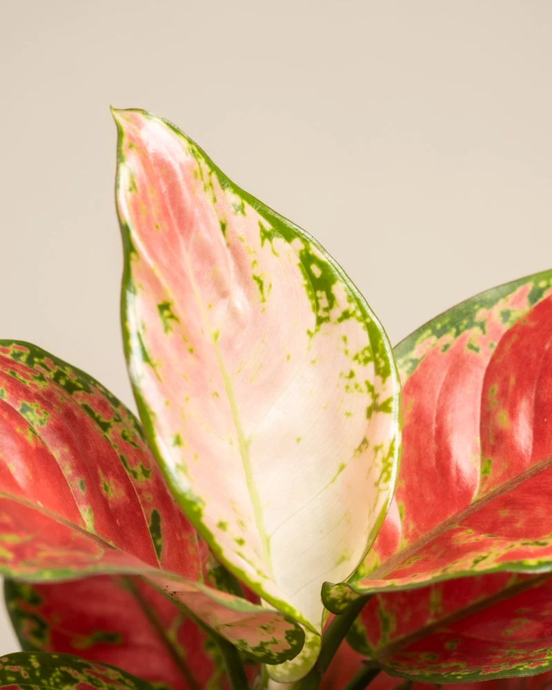 Aglaonema Cayenne Red