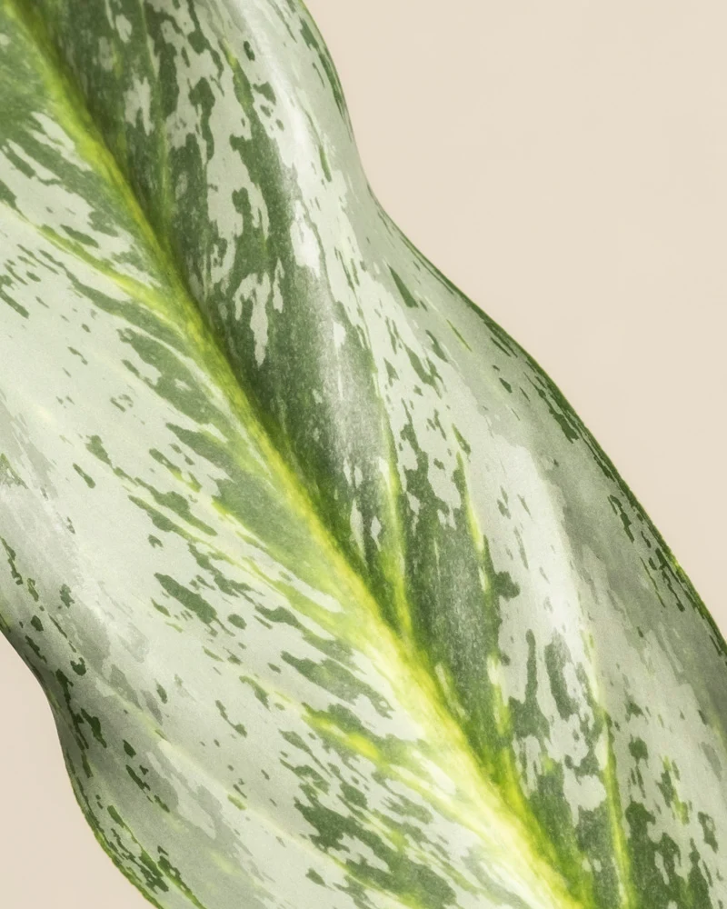 Aglaonema Emerald Stone