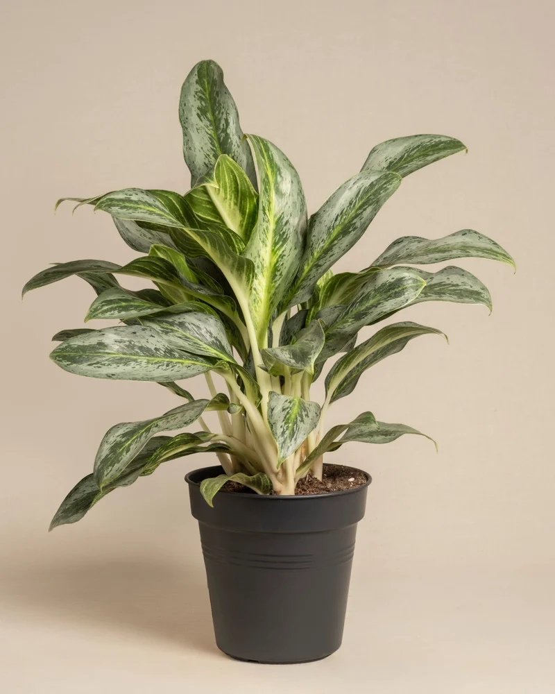 Aglaonema Emerald Stone