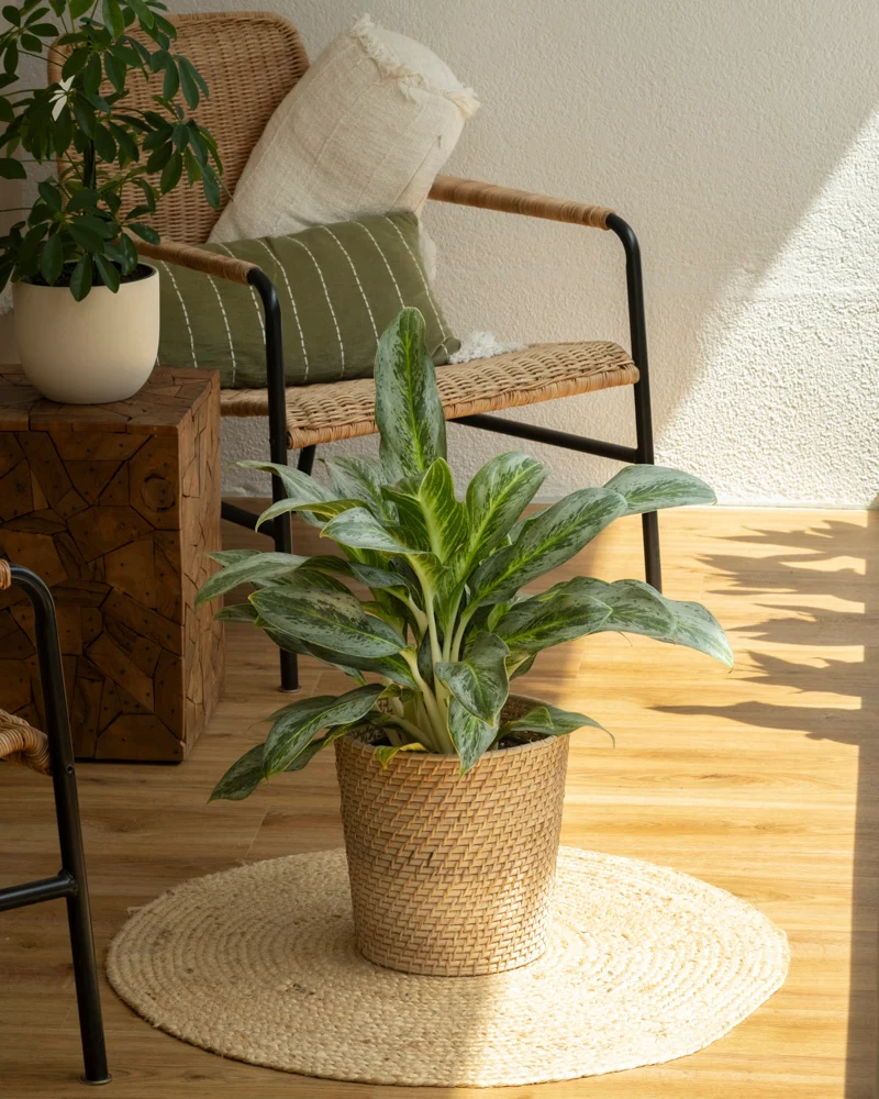 Aglaonema Emerald Stone