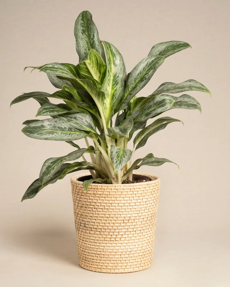 Aglaonema Emerald Stone