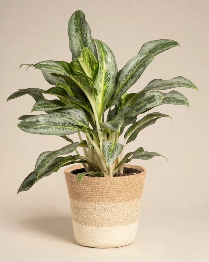Aglaonema Emerald Stone