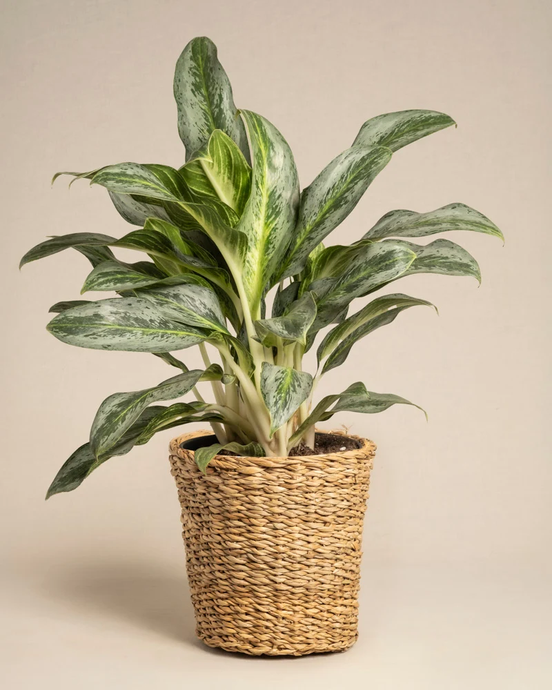 Aglaonema Emerald Stone