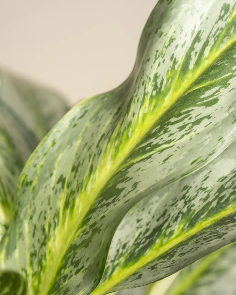 Aglaonema Emerald Stone