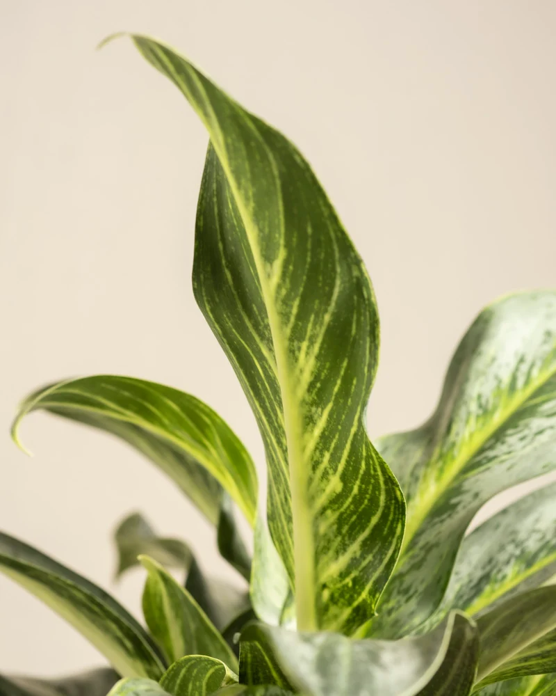 Aglaonema Emerald Stone