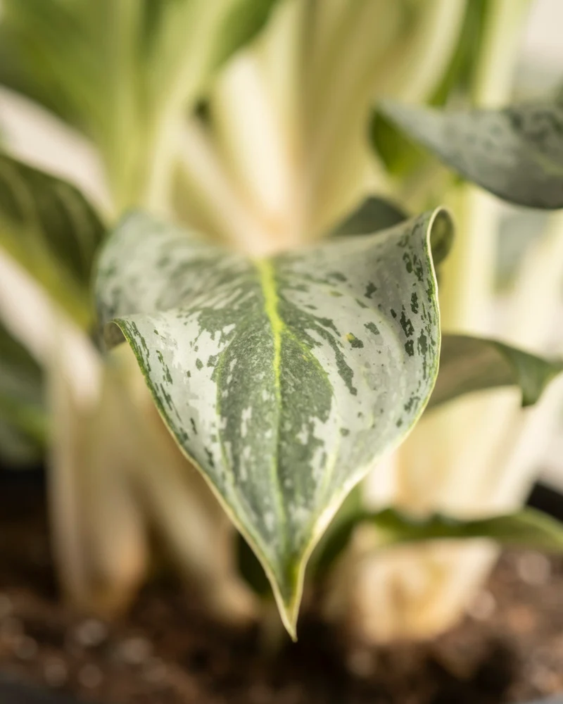 Aglaonema Emerald Stone