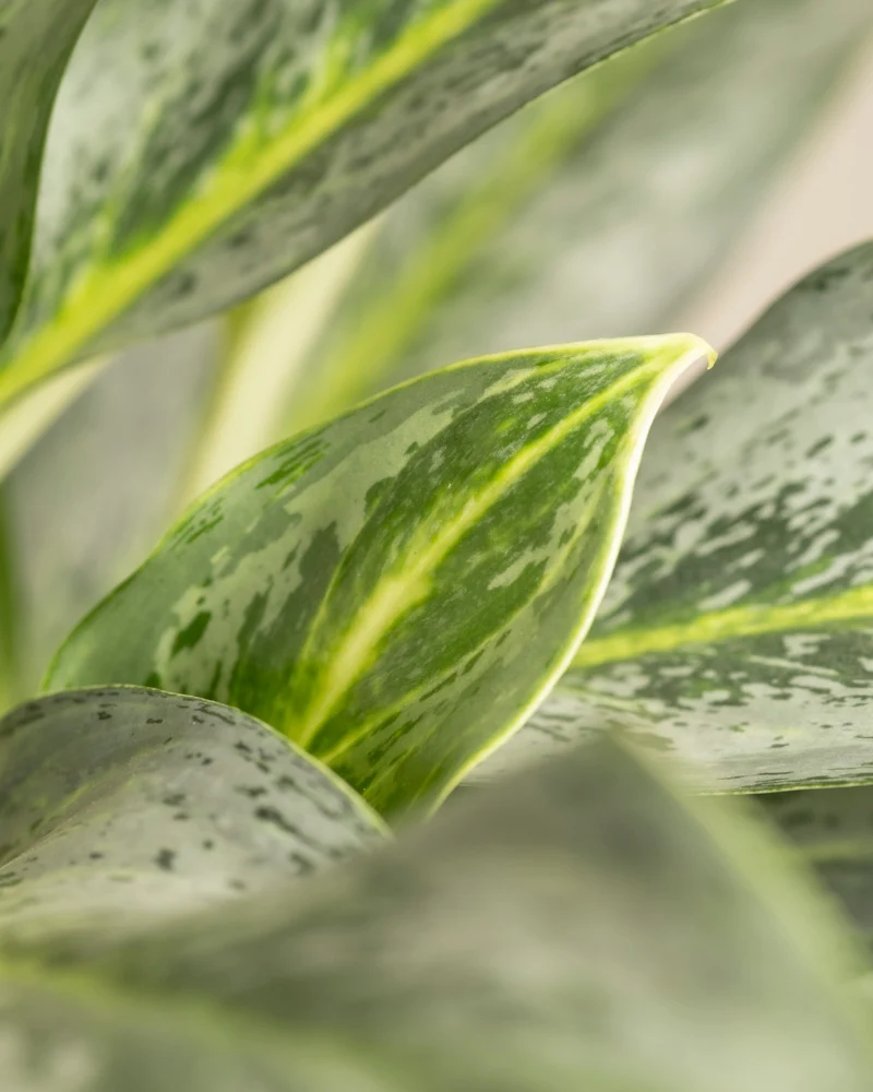 Aglaonema Emerald Stone