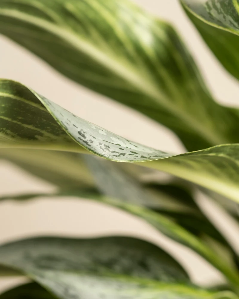 Aglaonema Emerald Stone