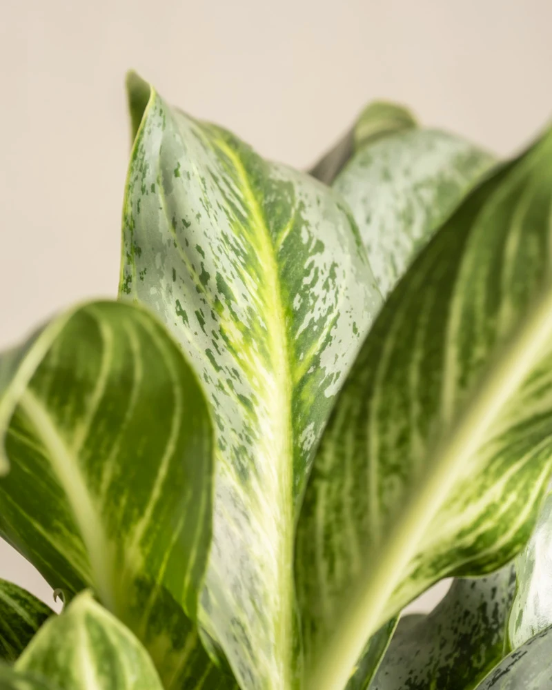 Aglaonema Emerald Stone