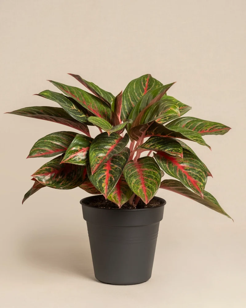 Aglaonema Red Emerald