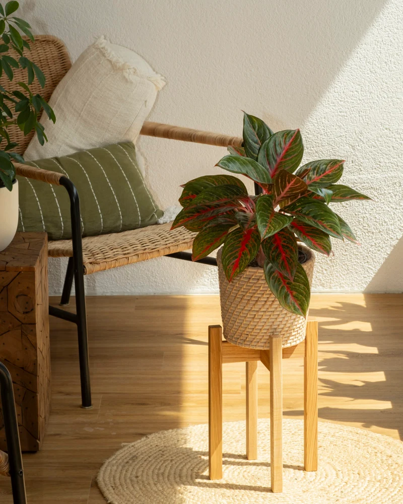 Aglaonema Red Emerald