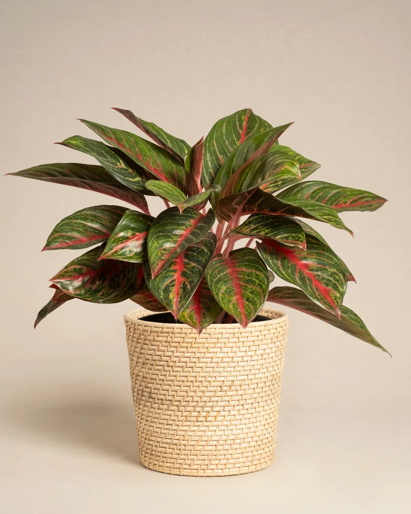 Aglaonema Red Emerald