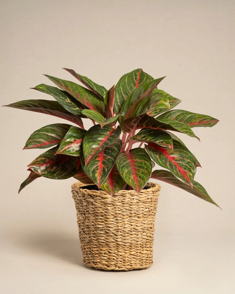 Aglaonema Red Emerald