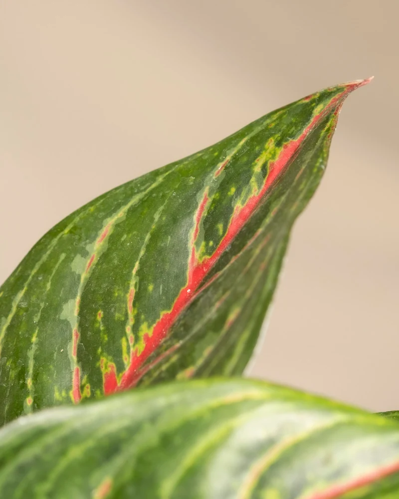 Aglaonema Red Emerald