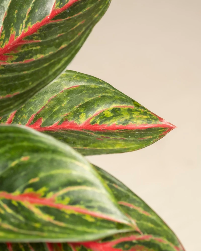 Aglaonema Red Emerald