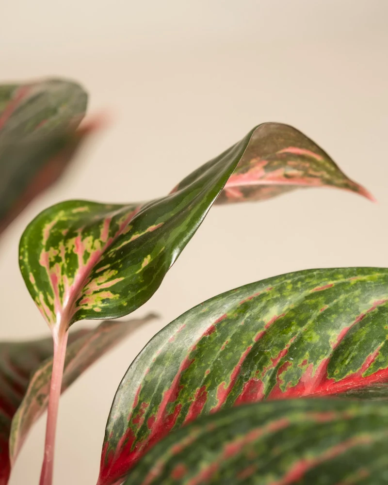 Aglaonema Red Emerald