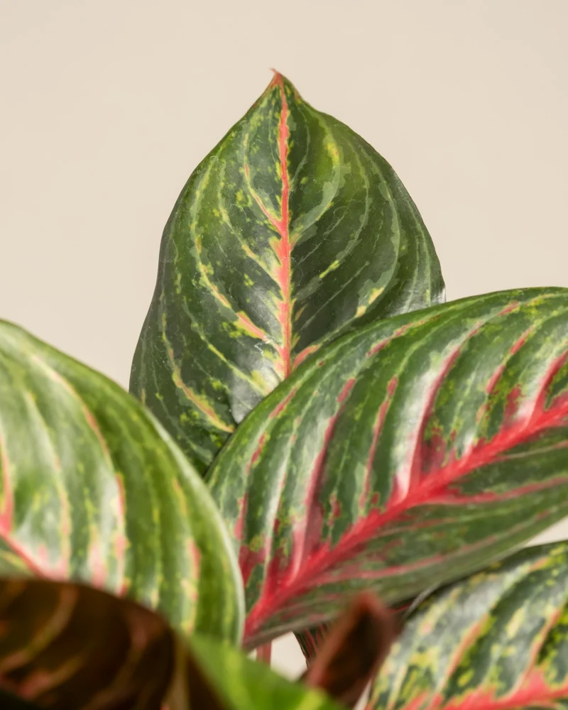 Aglaonema Red Emerald