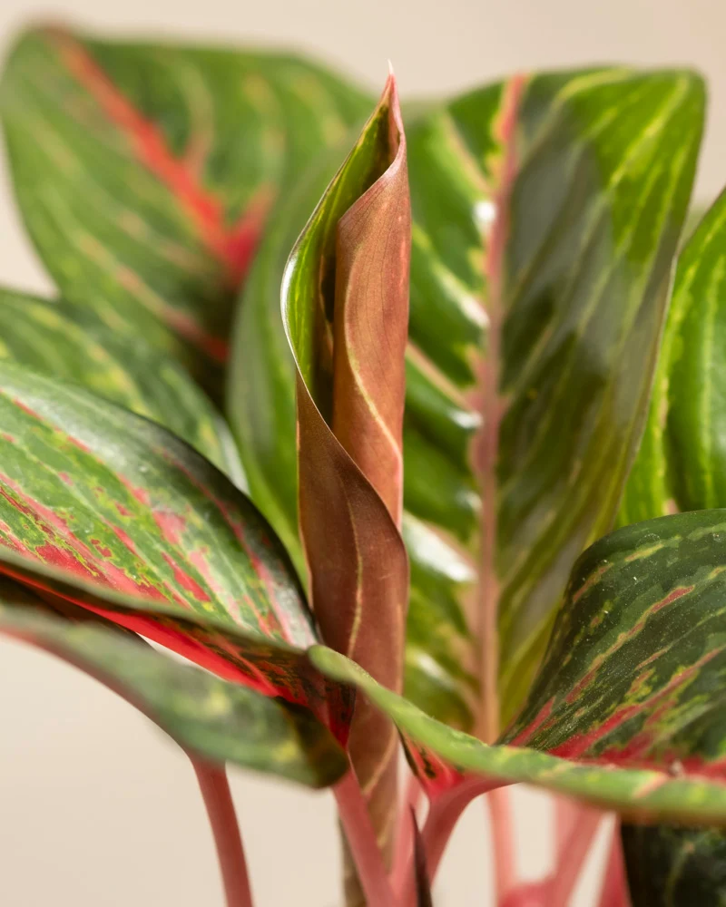 Aglaonema Red Emerald