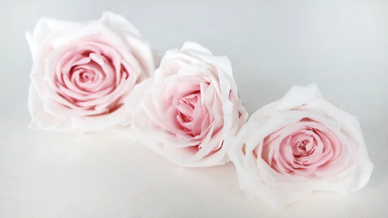 Rosen konserviert Avalanche Earth Matters - 3 Köpfe - Champagne pink 131