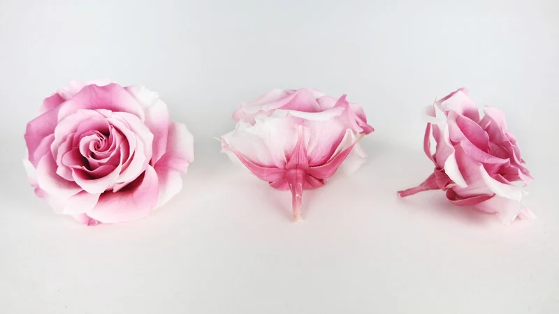 Rosen konserviert Grandeur Large Earth Matters - 6 Köpfe - Champagne berry 121