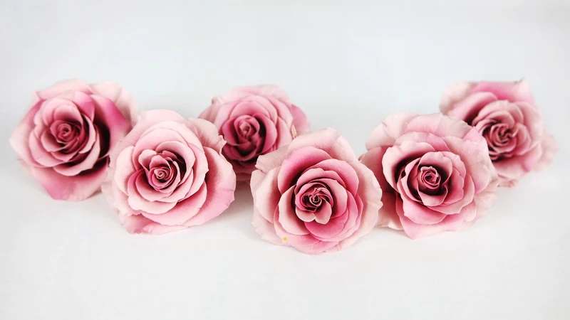 Rosen konserviert Grandeur Large Earth Matters - 6 Köpfe - Mauve pink 192