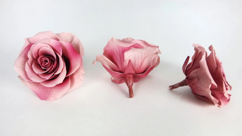 Rosen konserviert Grandeur Large Earth Matters - 6 Köpfe - Mauve pink 192