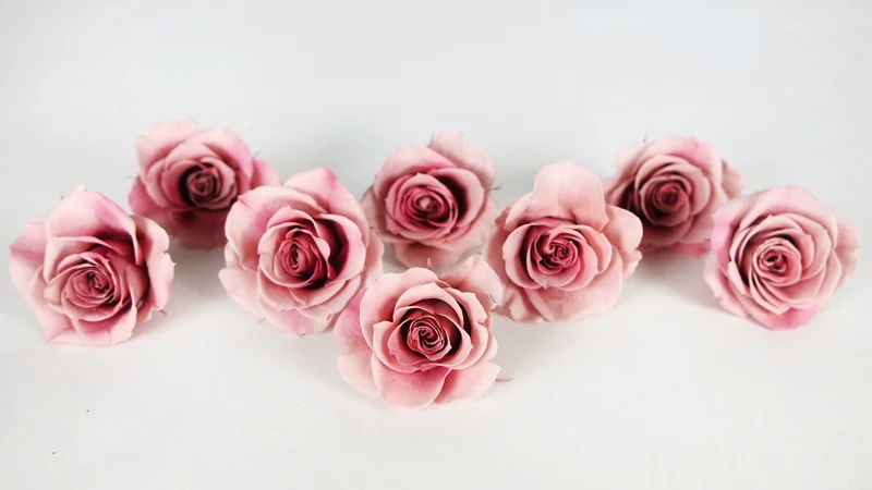 Rosen konserviert Grandeur Small Earth Matters - 8 Köpfe - Mauve pink 192