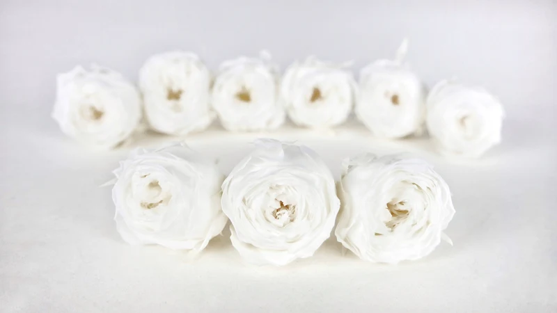 Rosen konserviert Cocotte Earth Matters - 9 Köpfe - White 011