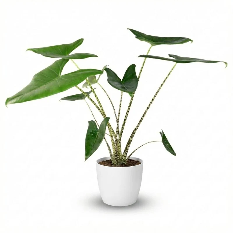 Alocasia zebrina (Elefantenohr) 70–75 cm | Topf 21 cm