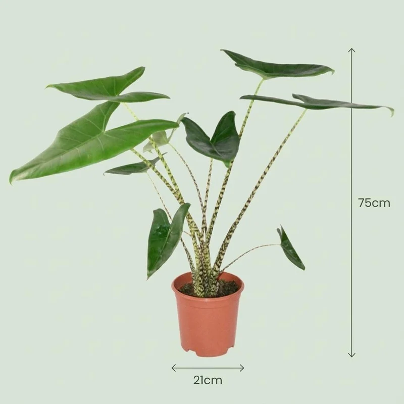 Alocasia zebrina (Elefantenohr) 70–75 cm | Topf 21 cm