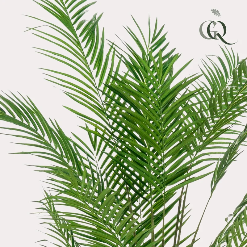 Kunstpflanze - Areca Lutescens - Goldpalme - 180cm & 240cm