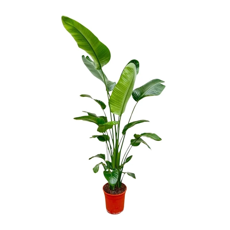 Strelitzia Nicolai - 180-200 cm - Ø 25-30 cm