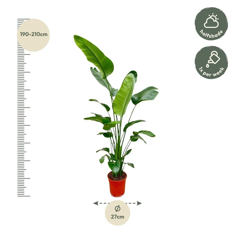 Strelitzia Nicolai - 180-200 cm - Ø 25-30 cm