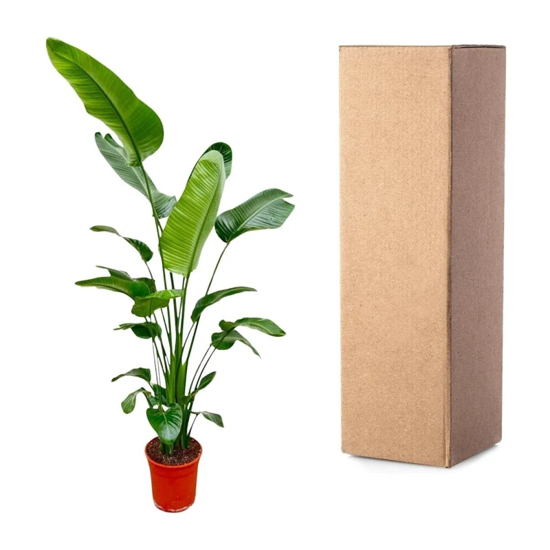 Strelitzia Nicolai - 180-200 cm - Ø 25-30 cm