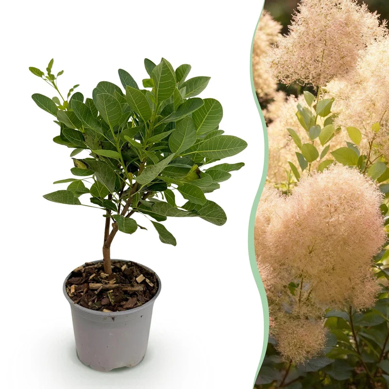 Cotinus coggygria ‘Young Lady’ (Perückenstrauch) – Grün | 35 cm